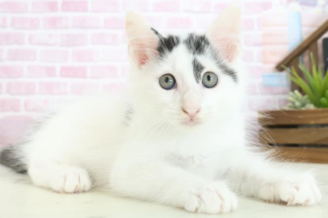 広島県のメインクーン (Coo&RIKU東広島店/2025年7月29日生まれ/男の子/ブラックホワイト)の子猫の2枚目の画像