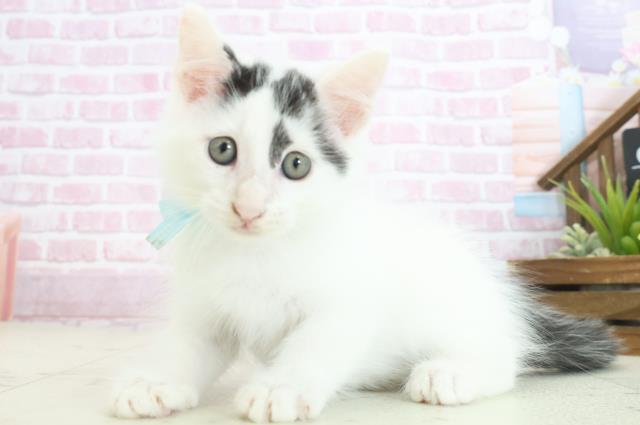 広島県のメインクーン (Coo&RIKU東広島店/2025年7月29日生まれ/男の子/ブラックホワイト)の子猫の3枚目の画像