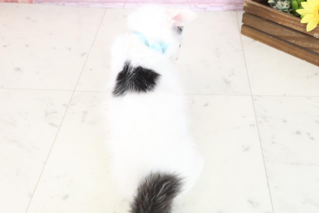 広島県のメインクーン (Coo&RIKU東広島店/2025年7月29日生まれ/男の子/ブラックホワイト)の子猫の4枚目の画像