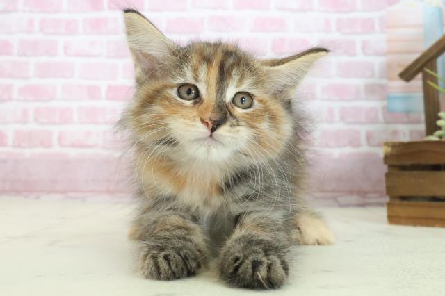 広島県のメインクーン (Coo&RIKU福山店/2025年7月29日生まれ/女の子/トーティーシェル)の子猫の1枚目の画像