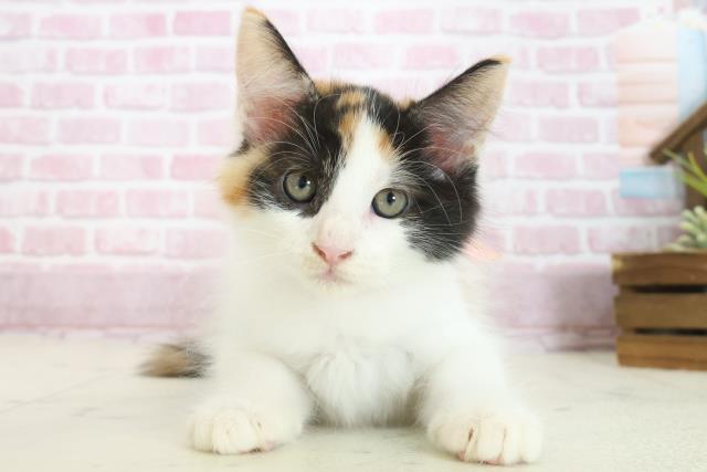 広島県のメインクーン (Coo&RIKU広島中央店/2025年7月29日生まれ/女の子/キャリコ)の子猫の1枚目の画像