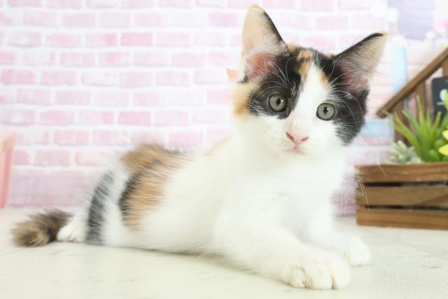 広島県のメインクーン (Coo&RIKU広島中央店/2025年7月29日生まれ/女の子/キャリコ)の子猫の2枚目の画像