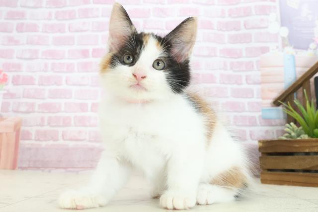 広島県のメインクーン (Coo&RIKU広島中央店/2025年7月29日生まれ/女の子/キャリコ)の子猫の3枚目の画像