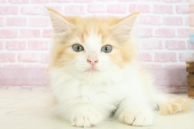 徳島県のラガマフィン (Coo&RIKU徳島店/2025年7月3日生まれ/女の子/レッドタビーホワイト)の子猫の1枚目の画像