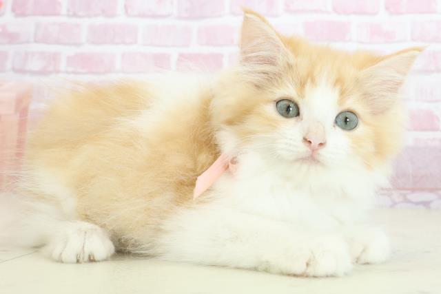 徳島県のラガマフィン (Coo&RIKU徳島店/2025年7月3日生まれ/女の子/レッドタビーホワイト)の子猫の2枚目の画像