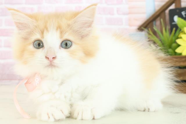 徳島県のラガマフィン (Coo&RIKU徳島店/2025年7月3日生まれ/女の子/レッドタビーホワイト)の子猫の3枚目の画像