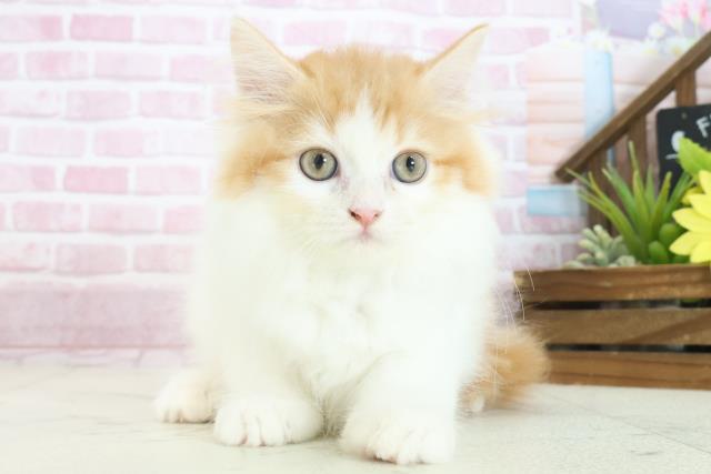岡山県のラガマフィン (Coo&RIKU岡山店/2025年7月21日生まれ/男の子/レッドタビーホワイト)の子猫の1枚目の画像
