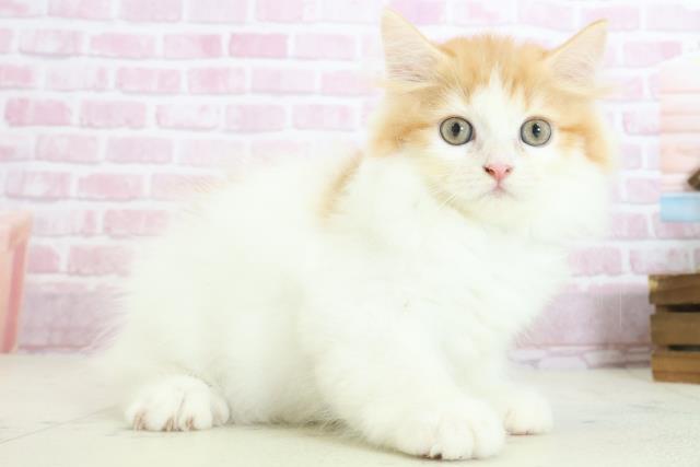 岡山県のラガマフィン (Coo&RIKU岡山店/2025年7月21日生まれ/男の子/レッドタビーホワイト)の子猫の2枚目の画像