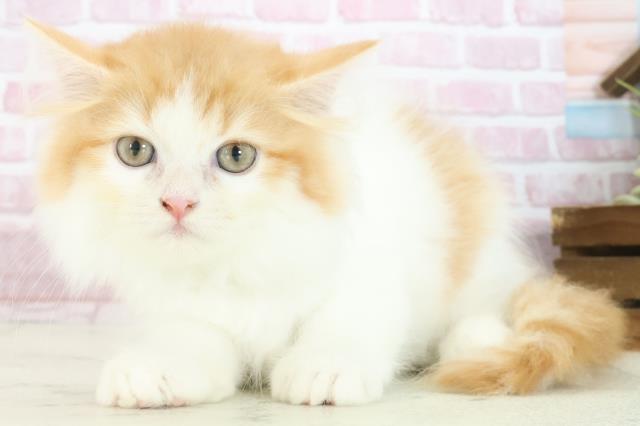 岡山県のラガマフィン (Coo&RIKU岡山店/2025年7月21日生まれ/男の子/レッドタビーホワイト)の子猫の3枚目の画像