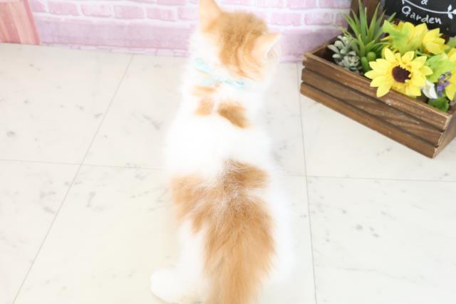 岡山県のラガマフィン (Coo&RIKU岡山店/2025年7月21日生まれ/男の子/レッドタビーホワイト)の子猫の4枚目の画像