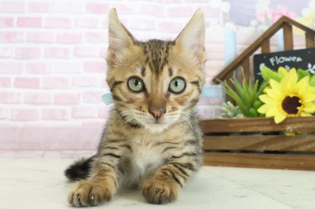 広島県のトイガー (Coo&RIKU東広島店/2025年7月7日生まれ/男の子/ブラウンスポットタビー)の子猫の1枚目の画像