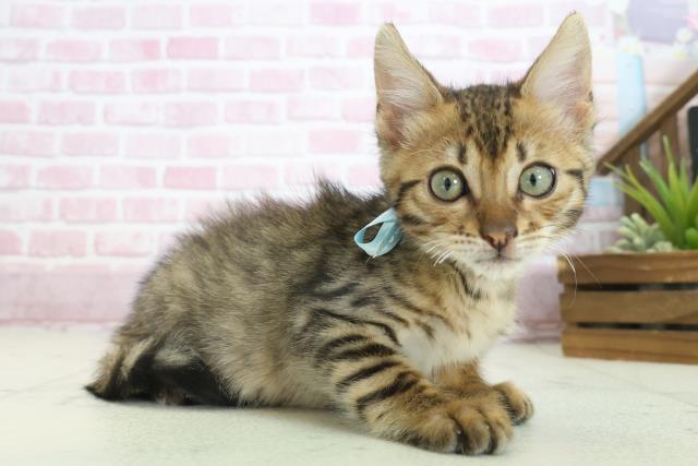 広島県のトイガー (Coo&RIKU東広島店/2025年7月7日生まれ/男の子/ブラウンスポットタビー)の子猫の2枚目の画像