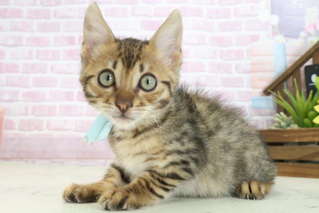 広島県のトイガー (Coo&RIKU東広島店/2025年7月7日生まれ/男の子/ブラウンスポットタビー)の子猫の3枚目の画像
