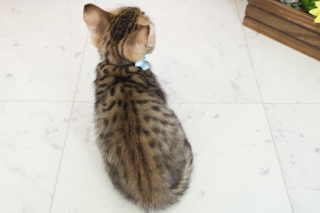 広島県のトイガー (Coo&RIKU東広島店/2025年7月7日生まれ/男の子/ブラウンスポットタビー)の子猫の4枚目の画像