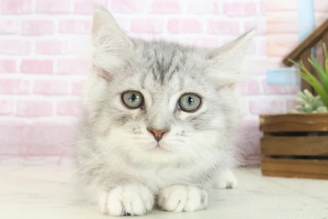 広島県のサイベリアン (Coo&RIKU福山店/2025年7月18日生まれ/男の子/シルバータビー)の子猫の1枚目の画像