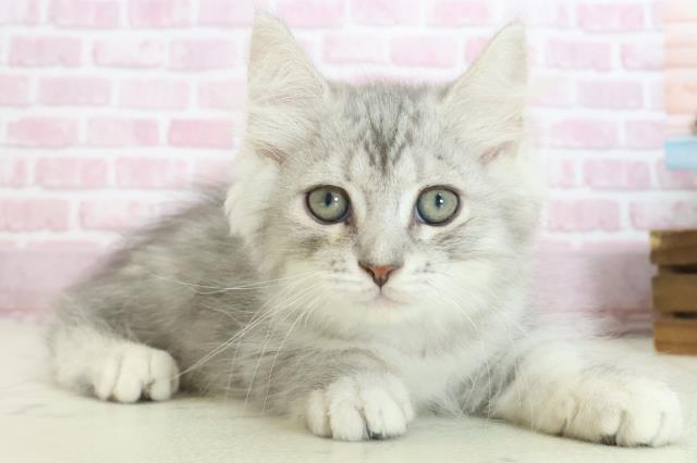 広島県のサイベリアン (Coo&RIKU福山店/2025年7月18日生まれ/男の子/シルバータビー)の子猫の2枚目の画像