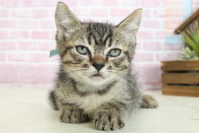 高知県のマンチカン (Coo&RIKU高知御座店/2025年8月1日生まれ/男の子/ブラウンタビー)の子猫