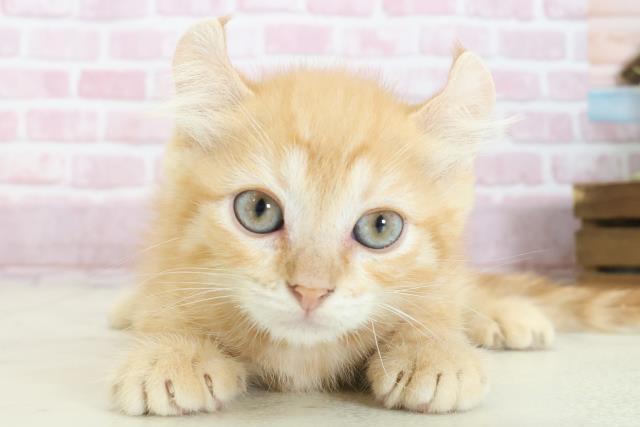 岡山県のキンカロー (Coo&RIKU岡山店/2025年7月15日生まれ/男の子/レッドタビー)の子猫の1枚目の画像