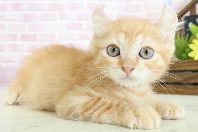 岡山県のキンカロー (Coo&RIKU岡山店/2025年7月15日生まれ/男の子/レッドタビー)の子猫の2枚目の画像