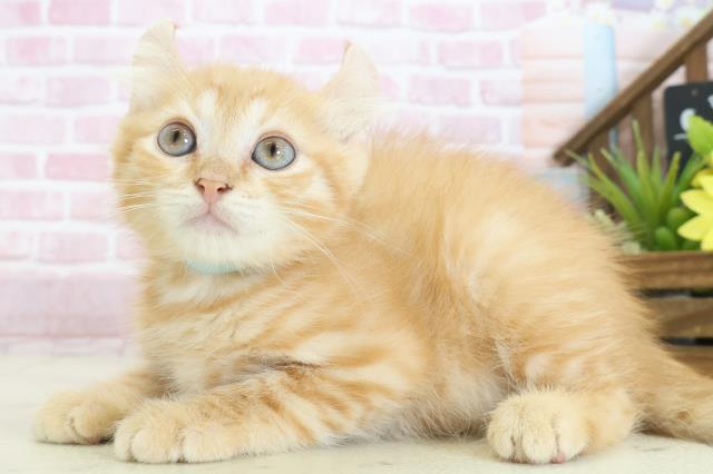 岡山県のキンカロー (Coo&RIKU岡山店/2025年7月15日生まれ/男の子/レッドタビー)の子猫の3枚目の画像