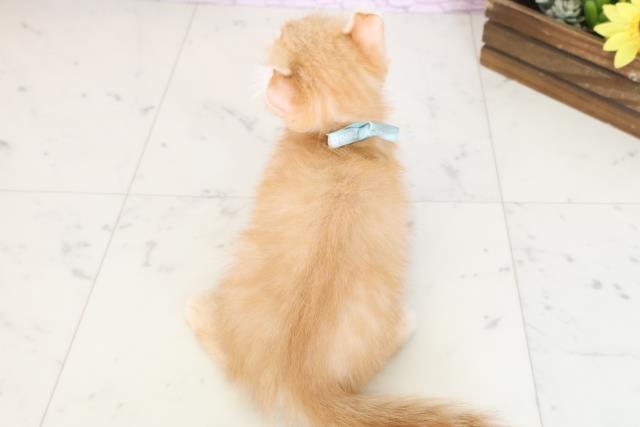 岡山県のキンカロー (Coo&RIKU岡山店/2025年7月15日生まれ/男の子/レッドタビー)の子猫の4枚目の画像