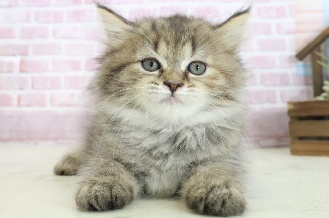 広島県のマンチカン (Coo&RIKU福山店/2025年8月1日生まれ/女の子/ブラウンパッチドタビー)の子猫の1枚目の画像