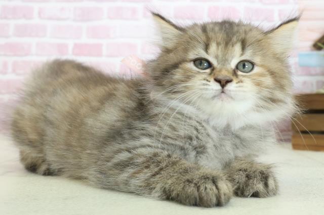 広島県のマンチカン (Coo&RIKU福山店/2025年8月1日生まれ/女の子/ブラウンパッチドタビー)の子猫の2枚目の画像
