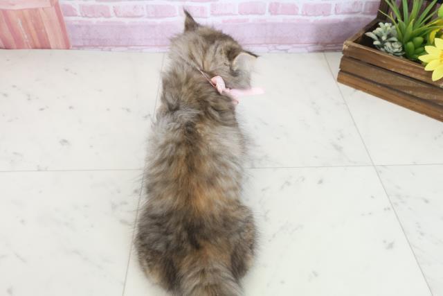広島県のマンチカン (Coo&RIKU福山店/2025年8月1日生まれ/女の子/ブラウンパッチドタビー)の子猫の4枚目の画像