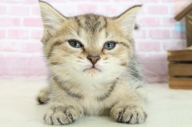 山口県のマンチカン (Coo&RIKUサンパークあじす店/2025年8月1日生まれ/女の子/ブラウンタビー)の子猫の1枚目の画像