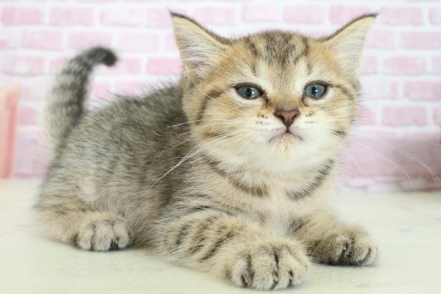 山口県のマンチカン (Coo&RIKUサンパークあじす店/2025年8月1日生まれ/女の子/ブラウンタビー)の子猫の2枚目の画像