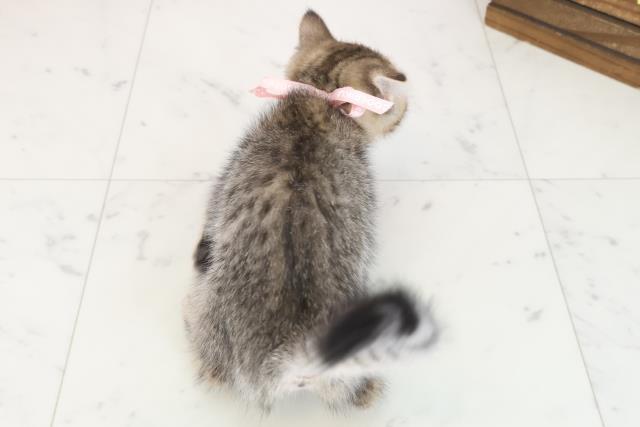 山口県のマンチカン (Coo&RIKUサンパークあじす店/2025年8月1日生まれ/女の子/ブラウンタビー)の子猫の4枚目の画像