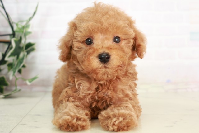 徳島県のトイプードル(トイ) (Coo&RIKU徳島店/2025年8月2日生まれ/男の子/アプリコット)の子犬の1枚目の画像