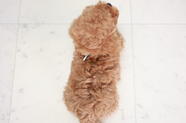 徳島県のトイプードル(トイ) (Coo&RIKU徳島店/2025年8月2日生まれ/男の子/アプリコット)の子犬の4枚目の画像