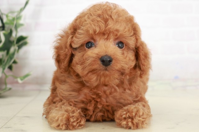 広島県のトイプードル(トイ) (Coo&RIKU広島中央店/2025年7月31日生まれ/男の子/レッド)の子犬の1枚目の画像