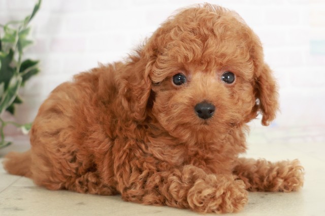 広島県のトイプードル(トイ) (Coo&RIKU広島中央店/2025年7月31日生まれ/男の子/レッド)の子犬の2枚目の画像