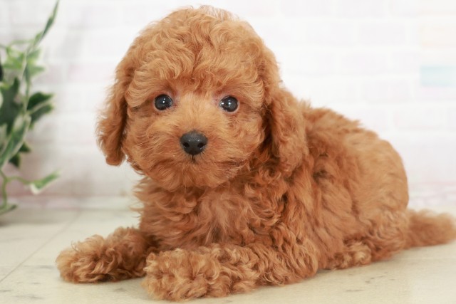 広島県のトイプードル(トイ) (Coo&RIKU広島中央店/2025年7月31日生まれ/男の子/レッド)の子犬の3枚目の画像