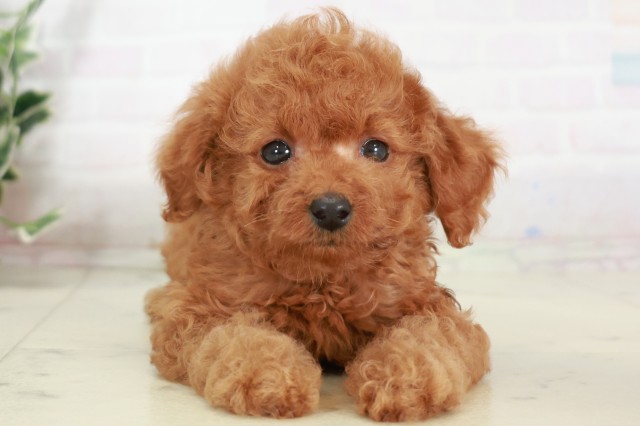 広島県のトイプードル(トイ) (Coo&RIKU広島中央店/2025年7月31日生まれ/女の子/レッド)の子犬の1枚目の画像