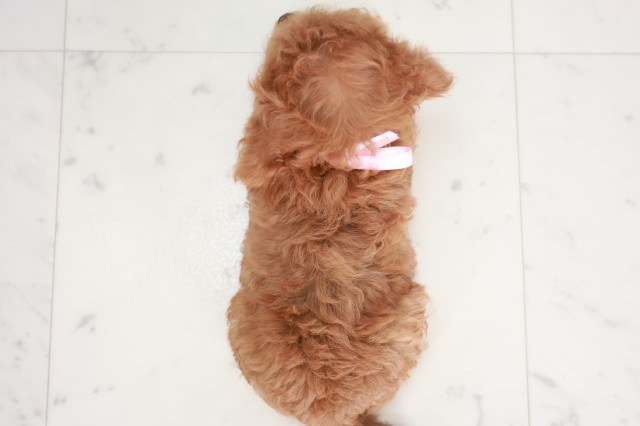 広島県のトイプードル(トイ) (Coo&RIKU広島中央店/2025年7月31日生まれ/女の子/レッド)の子犬の4枚目の画像