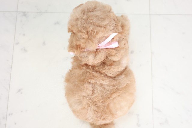 広島県のティーカッププードル (Coo&RIKU広島中央店/2025年7月31日生まれ/女の子/アプリコット)の子犬の4枚目の画像