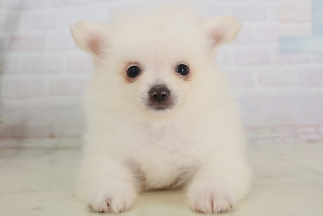 広島県のポメラニアン (Coo&RIKU東広島店/2025年7月29日生まれ/女の子/ホワイト)の子犬の1枚目の画像