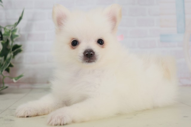 広島県のポメラニアン (Coo&RIKU東広島店/2025年7月29日生まれ/女の子/ホワイト)の子犬の3枚目の画像