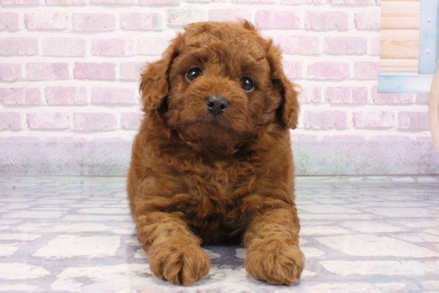 大阪府のトイプードル(トイ) (Coo&RIKU天王寺店/2025年8月2日生まれ/男の子/レッド)の子犬