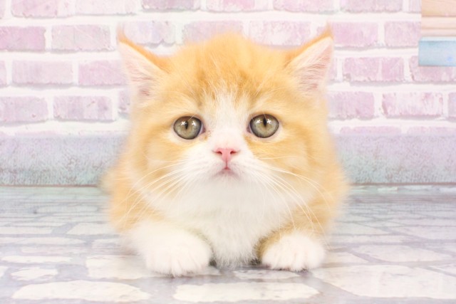 大阪府のミヌエット (Coo&RIKU梅田店/2025年8月3日生まれ/男の子/レッドタビーホワイト)の子猫の1枚目の画像