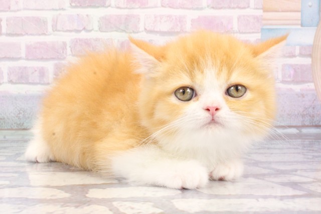 大阪府のミヌエット (Coo&RIKU梅田店/2025年8月3日生まれ/男の子/レッドタビーホワイト)の子猫の2枚目の画像