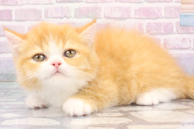 大阪府のミヌエット (Coo&RIKU梅田店/2025年8月3日生まれ/男の子/レッドタビーホワイト)の子猫の3枚目の画像