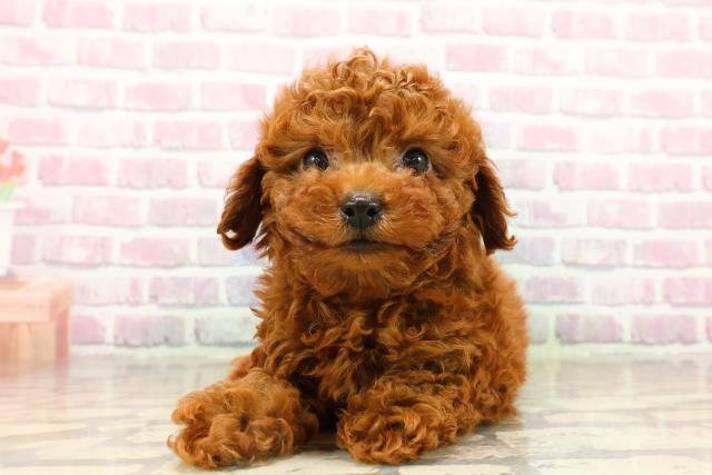 群馬県のトイプードル(トイ) (Coo&RIKU前橋店/2025年8月3日生まれ/男の子/レッド)の子犬