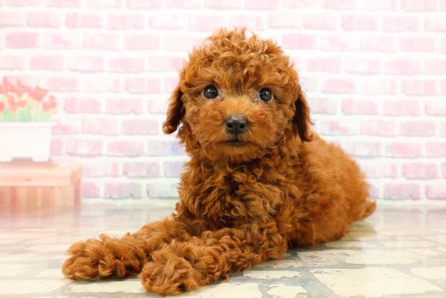 群馬県のトイプードル(トイ) (Coo&RIKU前橋店/2025年8月3日生まれ/男の子/レッド)の子犬の2枚目の画像