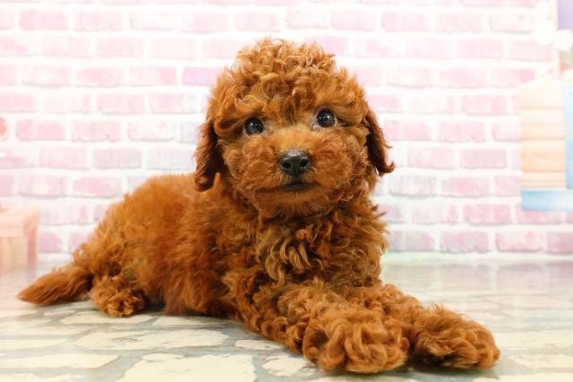 群馬県のトイプードル(トイ) (Coo&RIKU前橋店/2025年8月3日生まれ/男の子/レッド)の子犬の3枚目の画像