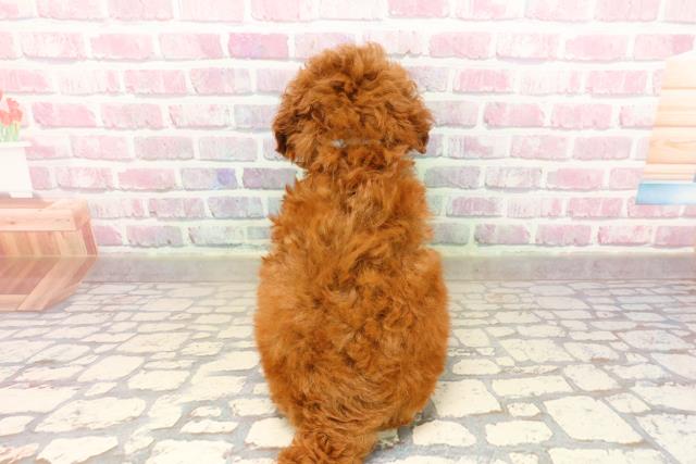 群馬県のトイプードル(トイ) (Coo&RIKU前橋店/2025年8月3日生まれ/男の子/レッド)の子犬の4枚目の画像