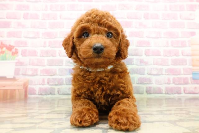 秋田県のトイプードル(トイ) (Coo&RIKU秋田店/2025年8月1日生まれ/男の子/レッド)の子犬の1枚目の画像